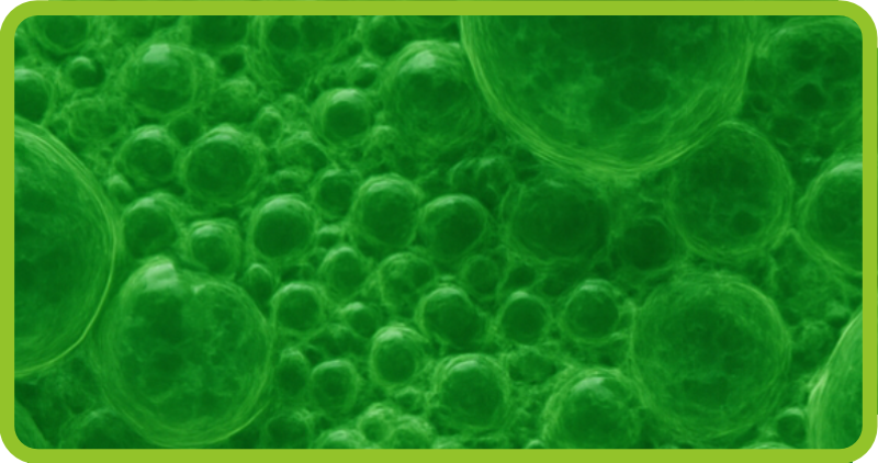 1334x704 Blog  Timegate algae