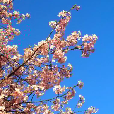Kawazu Sakura