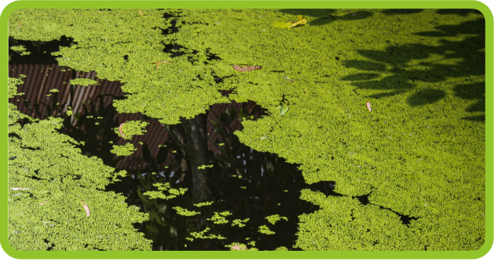 1334x704 Blog MG バイオフィルム小